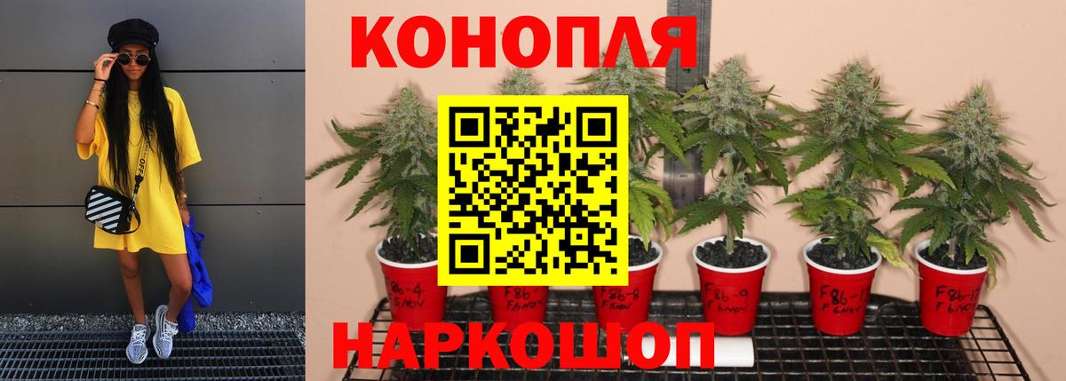 Каннабис MAZAR Лесной